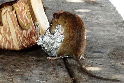More Rats Than Humans On The Streets Of New York Hygiene Crisis In The