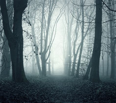 Dark Foggy Woods Nature Mobile Wallpaper X 1440x1280