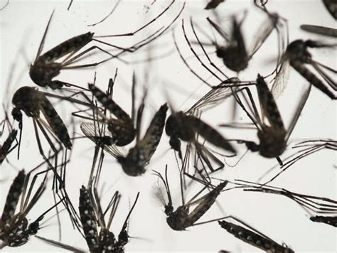 Bill To Provide 11 Billion Zika Funding Dies In Senate Vote