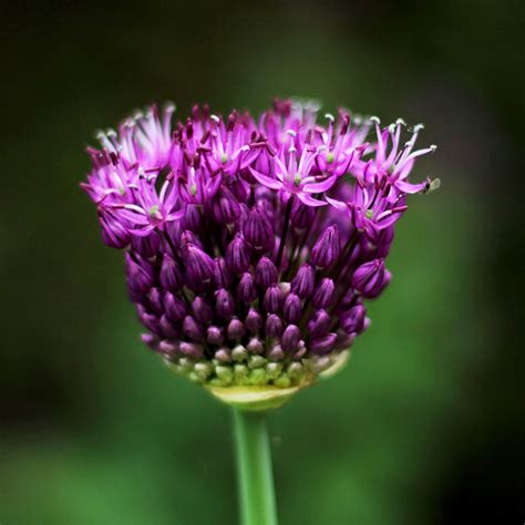 Purpurlök Purple Sensation blomsterlök för höstplantering Wexthuset