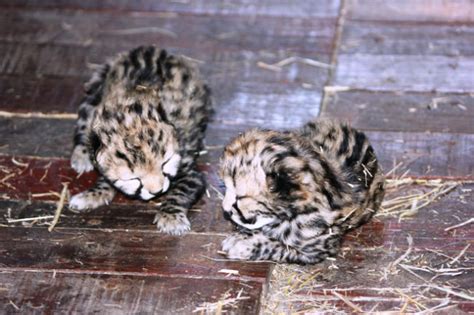 The next day i added the descant, and that is when it. Two king cheetah cubs are born - Africa Geographic
