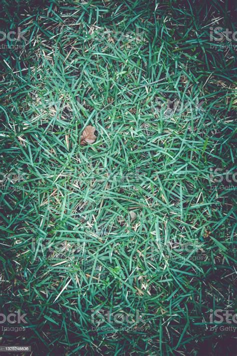 Background With Green Grass Ground Texture Stock Photo Download Image