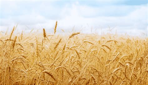 Champ De Blé Wheat Fields Desktop Vidéo Haute Définition Blé