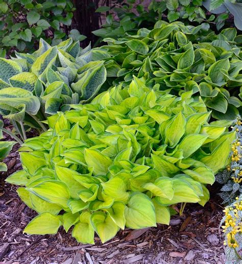 Evergreen Perennials For Shade Zone 7 They Are Perfect For The
