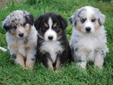 20 Australian Shepherd Puppies That Are So Adorable You Might Just Explode Australian Shepherd