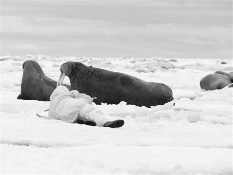 Walruses Returning To Alaskas Northern Coast Alaska Public Media