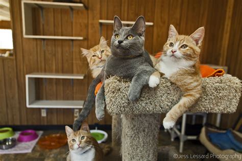 I Photograph Rescue Cats At The Largest No Kill Cat Sanctuary In