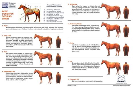 How To Tell If Your Horse Is Overweight A Guide To Assessing Your