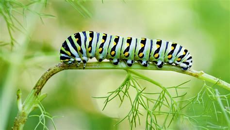125 Funny And Cute Pet Caterpillar Names Petculiars Pet Guides
