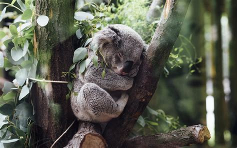 Animals Koalas Wallpapers Hd Desktop And Mobile Backgrounds