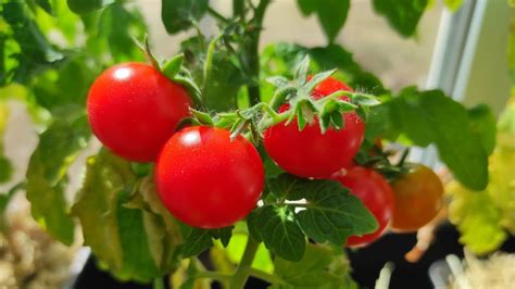 Помидоры на подоконнике за 75 дней Сорт Красная Шапочка Tomatoes On