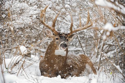 Monster Whitetail Bucks In Snow