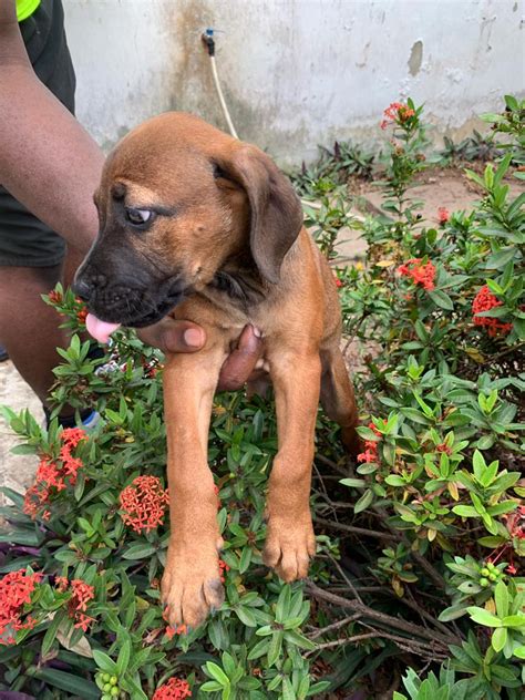 See more of l&l rottweiler&boerboels&snowy on facebook. Very Cheap Male Rottweiler/Boerboel Puppy Available 27kk ...