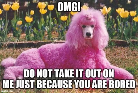 17 Best Poodle Memes Page 5 Of 6 Pettime