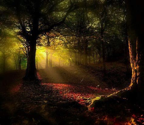 Morning In The Enchanted Forest Scenery Pictures Beautiful