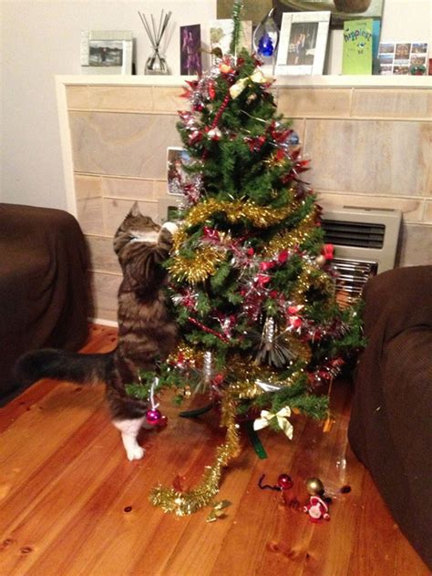 Check spelling or type a new query. My Friend's Cat Magnus Helping Us Take Down The Christmas ...
