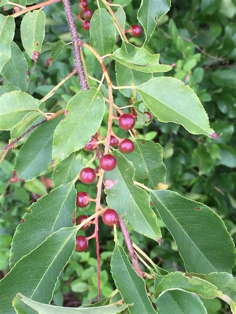 Prunus Serotina Wild Black Cherry Master Gardeners Of Northern