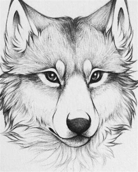 Одноклассники Pencil Drawings Easy Animal Drawings Drawing Sketches