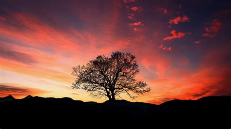 Download Wallpaper 2048x1152 Sunset Tree Clouds Sky