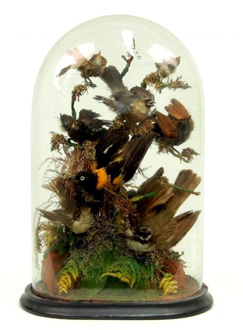 366 Victorian Taxidermy Bird Group In Glass Dome Eigh Lot 366
