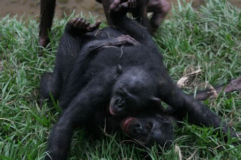 Animal Sexual Behaviour Monkeyland Primate Sanctuary