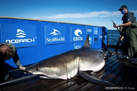 1 400 Pound Great White Shark Breton Being Tracked Along Jersey Shore