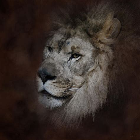 The Male Lion Photograph By Jai Johnson Fine Art America
