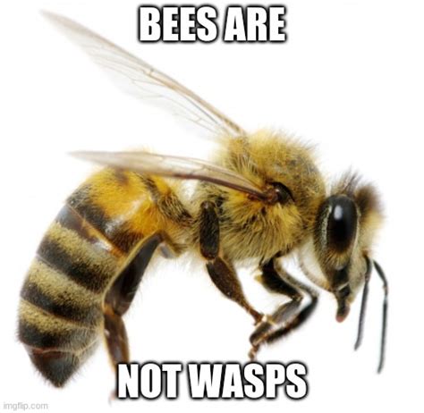 Image Tagged In Bee Bullshit Imgflip