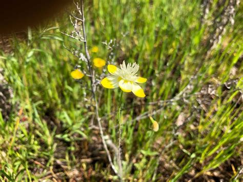 Download Battle Creek Wildlife Area, April 10, 2020 - Shasta ...