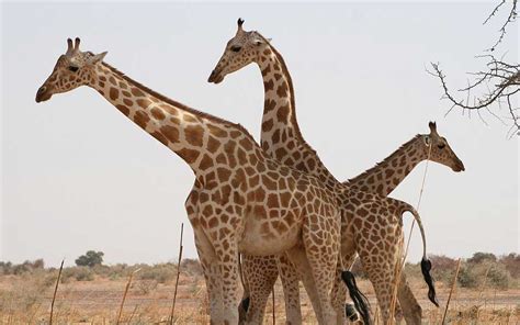 West African Giraffe Giraffa Camelopardalis Peralta Giraffe Facts