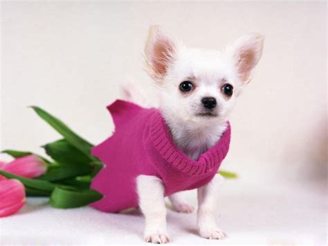 Small Dog Breeds For Apartments Blogs Avenue