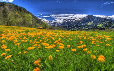 Landscape Nature Meadow With Yellow Flowers Of Dandelion And Green