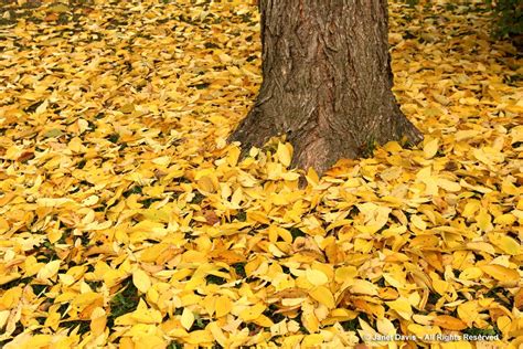 Leaf Color Change In Autumn Janet Davis Explores Colour