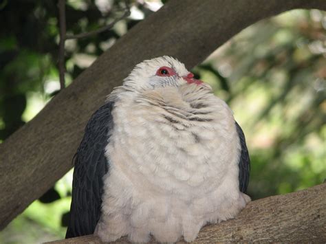 White Headed Pigeon Adelaide Zoo Trevors Birding
