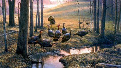 Animal Turkey Hd Wallpaper