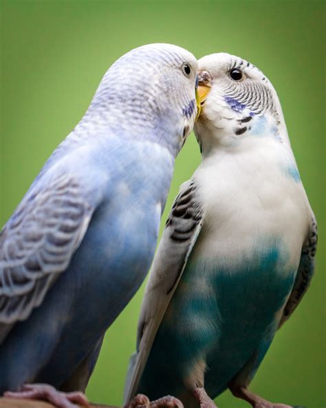 Budgie Parakeets Kissing Printable Digital Download Photography In