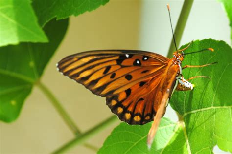 Field Notes And Photos Gulf Fritillary Life Cycle Of A