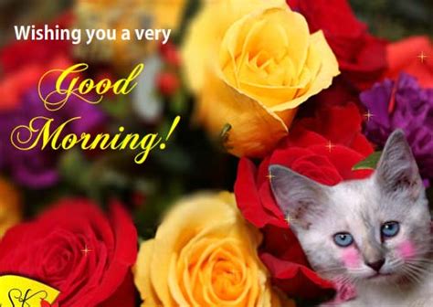 Cute Kitten Good Morning Free Good Morning Ecards Greeting Cards