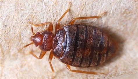 Alton Bed Bugs Madison County Termite And Pest Control