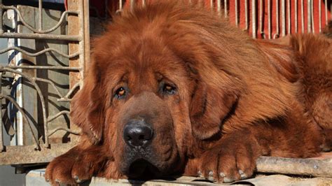 El Perro Más Caro Del Mundo El Mastín Tibetano Es Abandonado