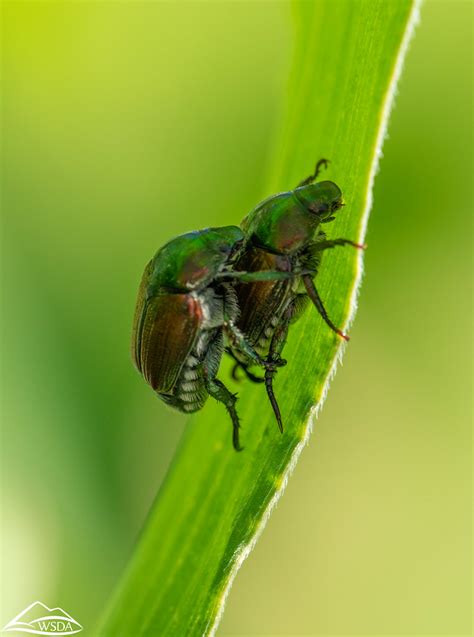 Japanese Beetle Trapping And Damage Trapping And Catching Flickr