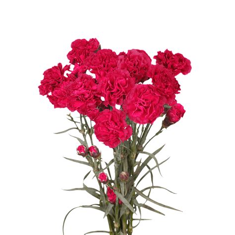 100 Stems Of Hot Pink Spray Carnations Beautiful Fresh Cut Flowers