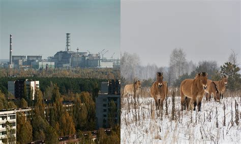After A Nuclear Disaster Then What A Surprising Look At The Animals
