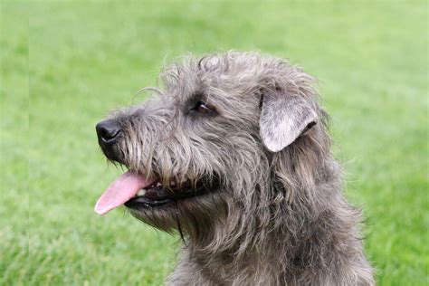 Irish Glen Of Imaal Terrier All You Need To Know