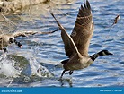 Beautiful Isolated Photo of a Wild Canada Goose Running Away from a ...