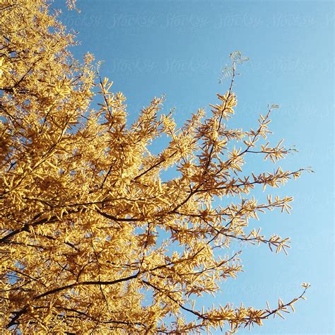 Yellow Blooms On South African Tree In Spring Against Sky Del