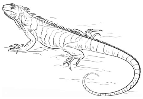 Gila krustenechse heloderma suspectum gila monster haus des meeres. Ausmalbild: Leguan | Ausmalbilder kostenlos zum ausdrucken