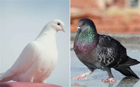 Can Doves And Pigeons Mate Ne Pigeon Supplies