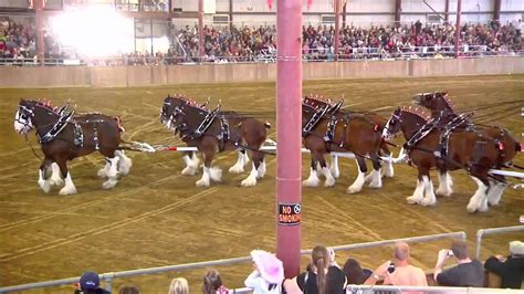 Topsfield Fair 2010 Hallamore Clydesdales Topsfield Fair Clydesdale