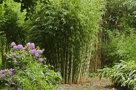 Your options are countless when it comes to using bamboo in your garden and landscape. Clumping bamboo landscape - privacy screen and decoration ideas